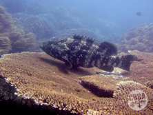 Nha Trang Diving sites